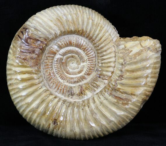 Perisphinctes Ammonite - Jurassic #31751